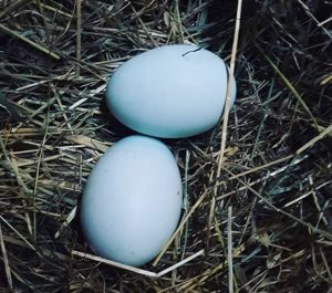 Eier Araucana Huhn Bruteier Huehnernest