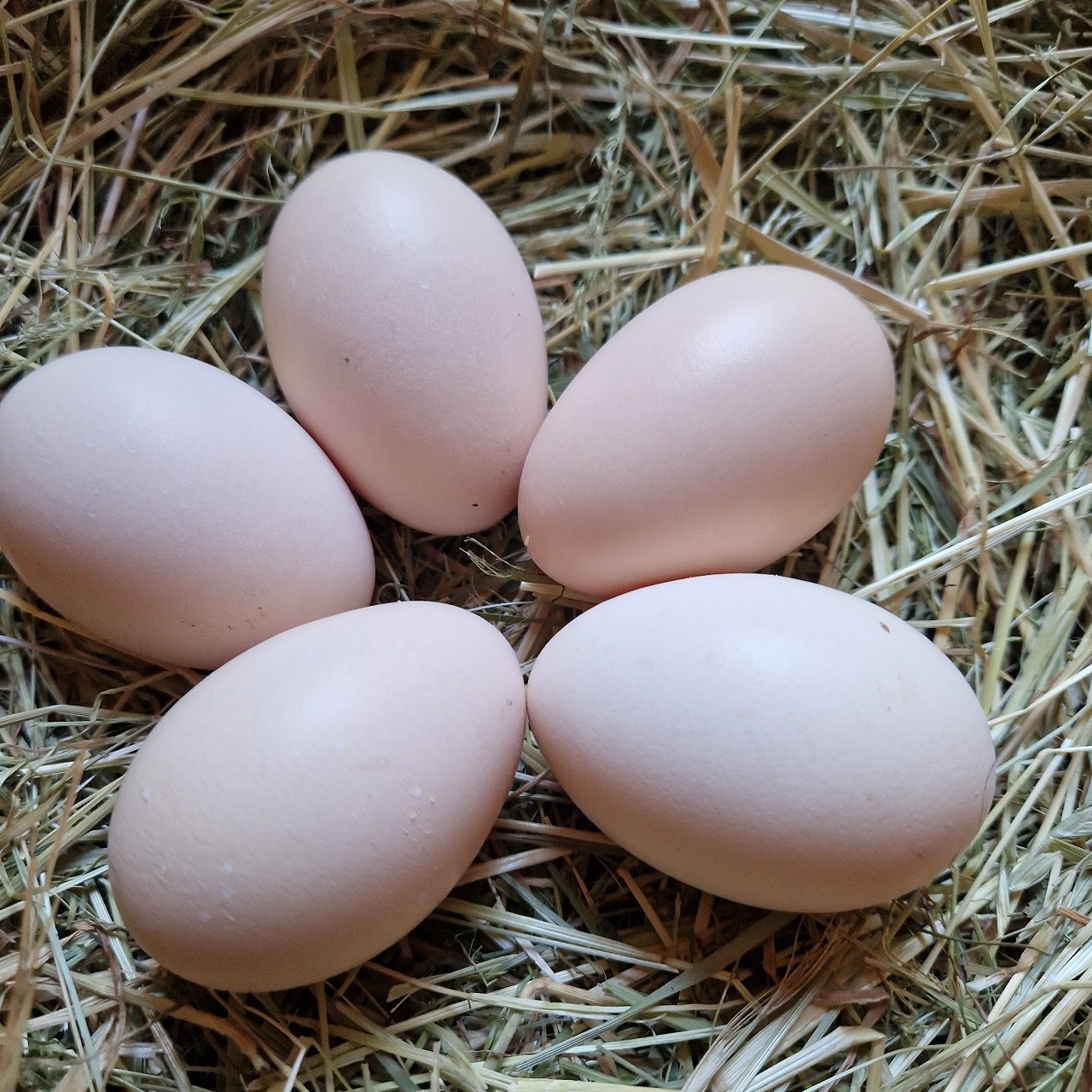 Huehnernest-Bruteier-Orloff-Huhn