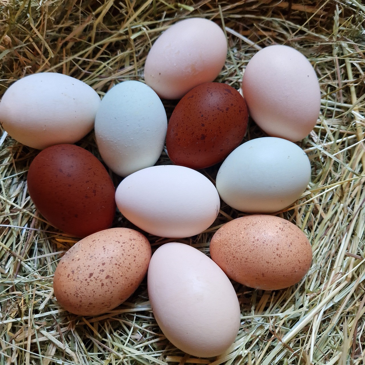 Huehnernest-Bruteier-gemischt-Huhn-Huehnerrassen-Rassehuehner