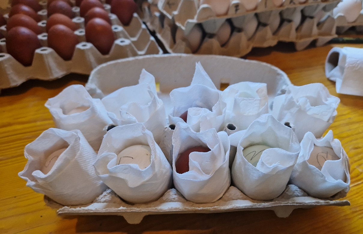 Huehnernest-Bruteier-verpackung-Huhn