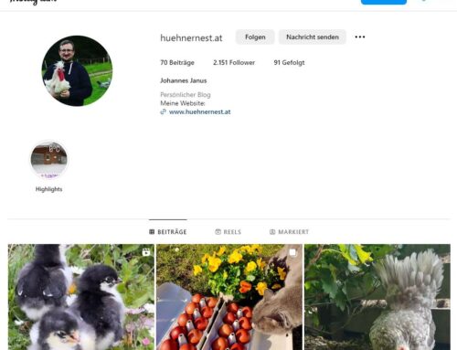 Nido di galline è ora su Instagram
