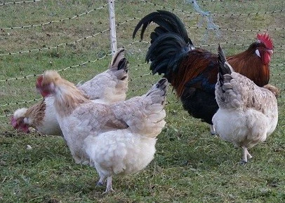 Hühnernest-Rassehuhn-Sulmtaler-2012-SP
