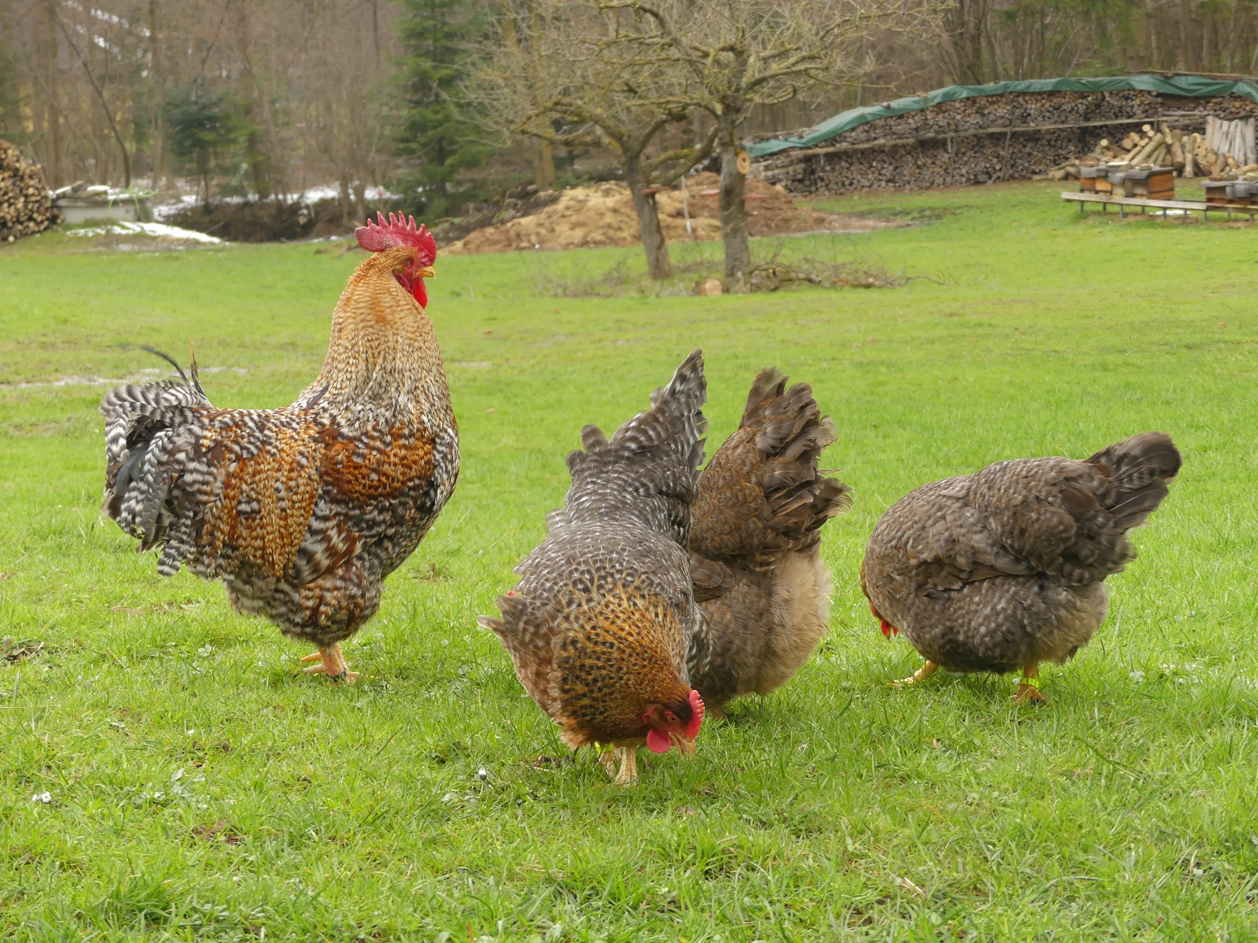 rassehuehner-huehnernest-bielefelder-kennhuhn-kennfarbig