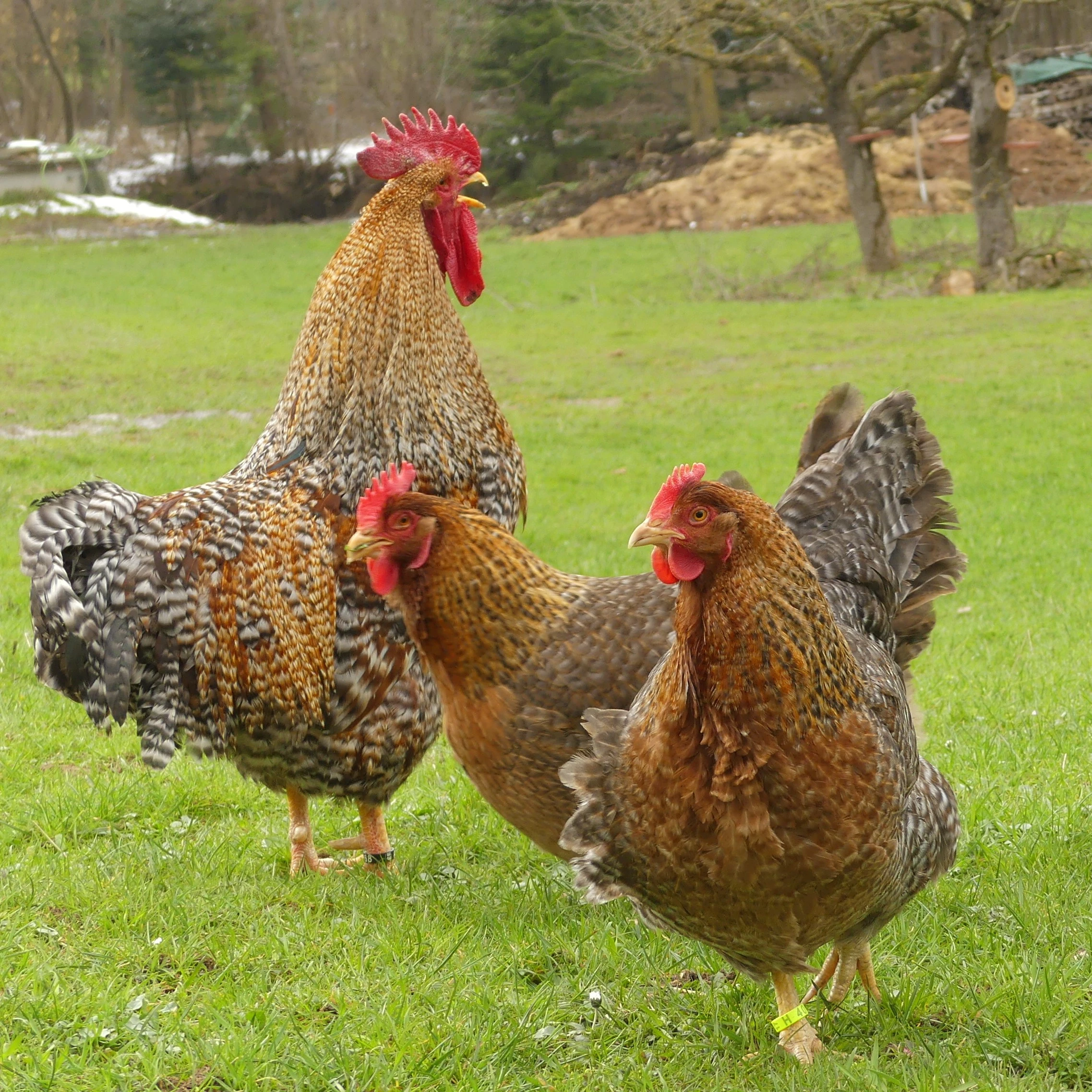 rassezucht-janus-bielefelder-kennhuhn-kennfarbig