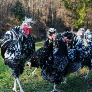 Bruteier von Sandschak Krähern - seltene Hühnerrasse aus Österreich