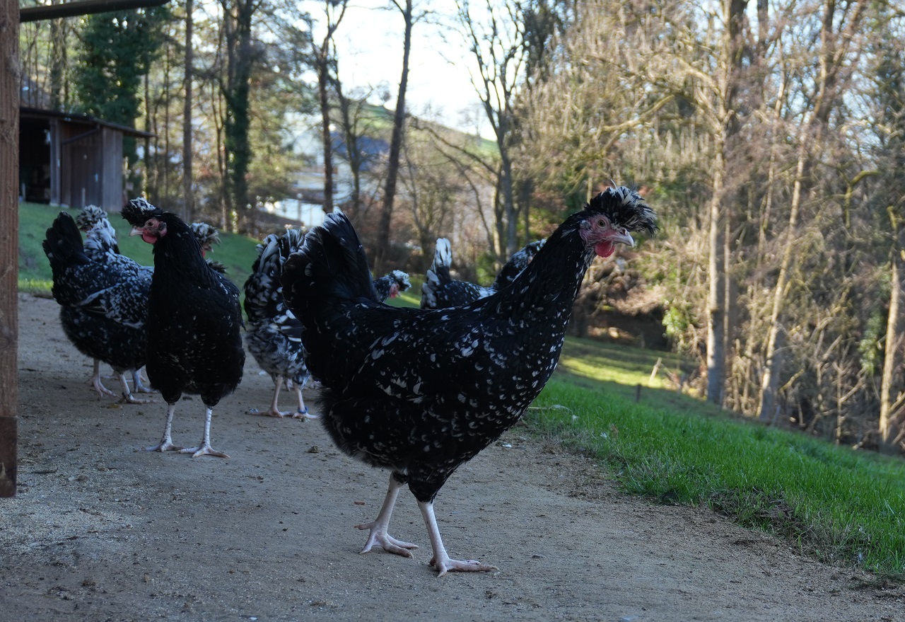 Küken der Sandschak Kräher schwarz-weiß gescheckt – Farbschlag der seltenen Hühnerrasse