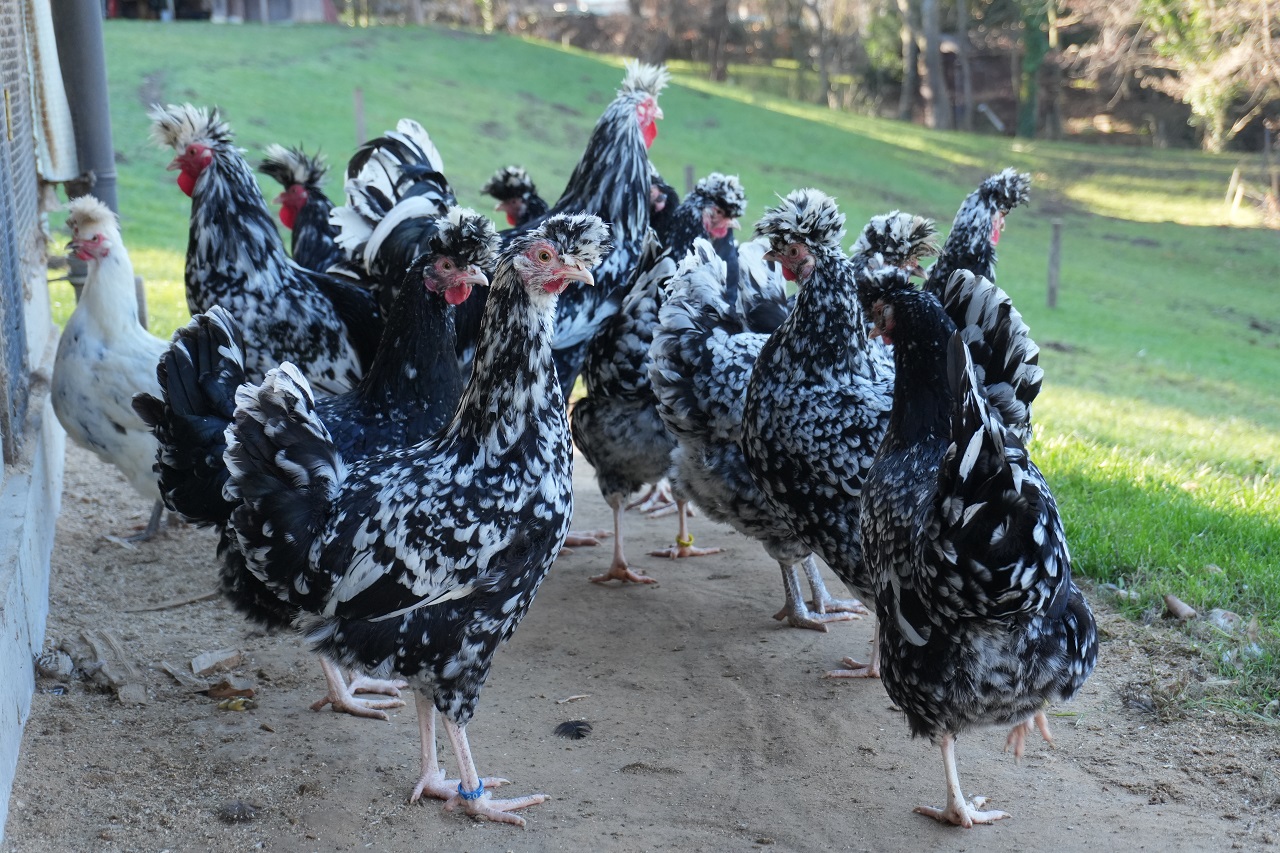 Bruteier der Sandschak Kräher schwarz-weiß gescheckt – Farbschlag der alten Hühnerrasse