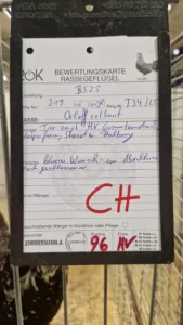 Bewertungsfoto der Orloff rotbunt Bundeschampion-Henne auf der Bundesschau 2025