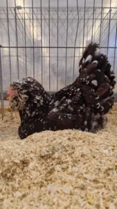 Ruhig sitzende Orloff rotbunt Bundeschampion-Henne im Ausstellungskäfig