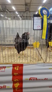 Orloff rotbunt Bundeschampion-Henne 2025 mit RÖK Auszeichnung