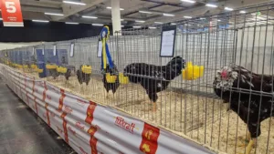 Orloff rotbunt Zuchtgruppe mit sechs Tieren auf der RÖK Bundesschau 2025