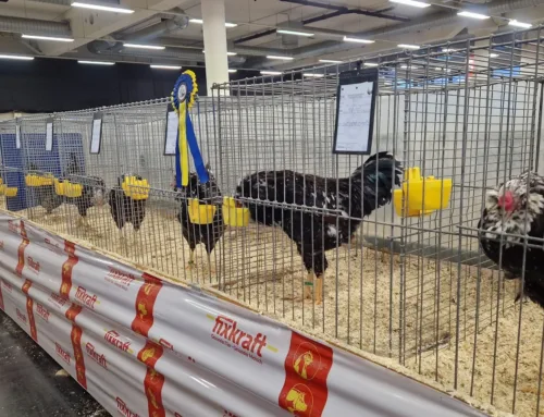 RÖK Bundesschau 2025: Bundesmeister & Bundeschampion mit meinen Orloff rotbunt